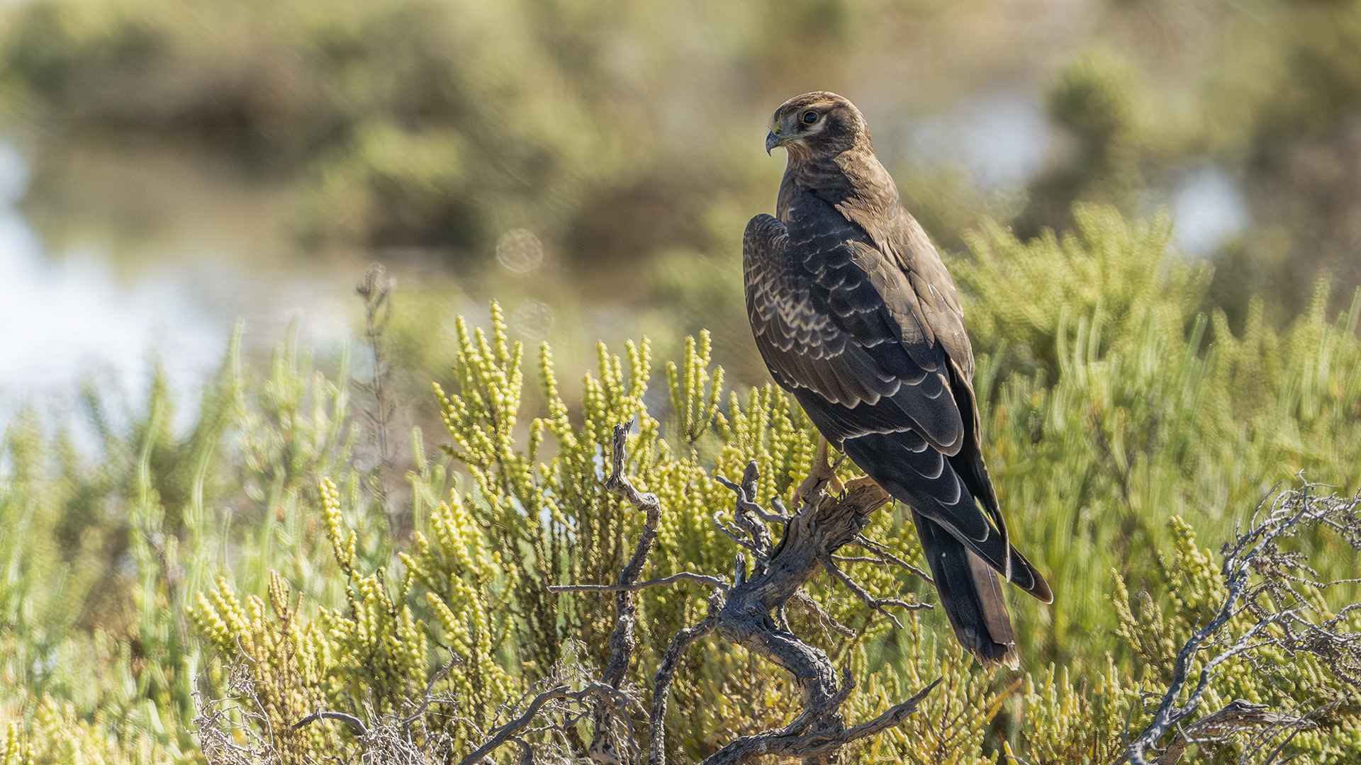 Montagu's Harrier